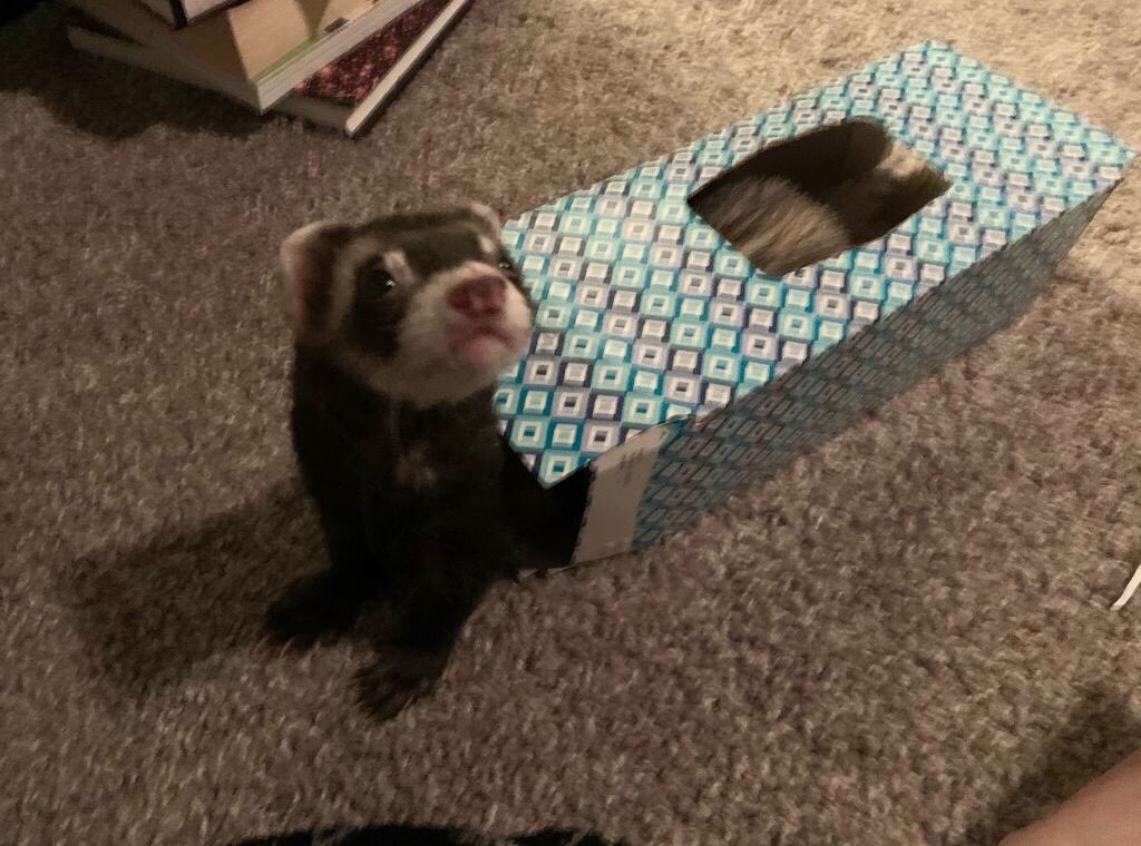 RTAnimDogs's tweet image. First week of quarantine, already out of Kleenex. Need to use ferrets @LarissaAngus