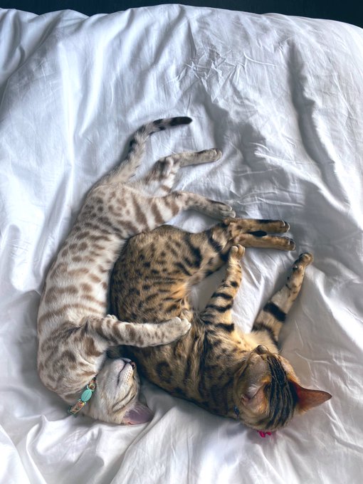He’s half human for sure ... he always cuddles her like this https://t.co/fbYfm83U5q