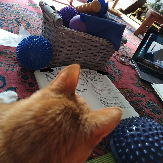 Almost a normal teaching day, except for my student teacher. @beaalexanderpilates1

#pilatesteacher #catsofinstagram #seeonedooneteachone #quarantine #workingfromhome #onlineteaching #needsmust #edinburgh #beaalexanderpilates ift.tt/395NVAK