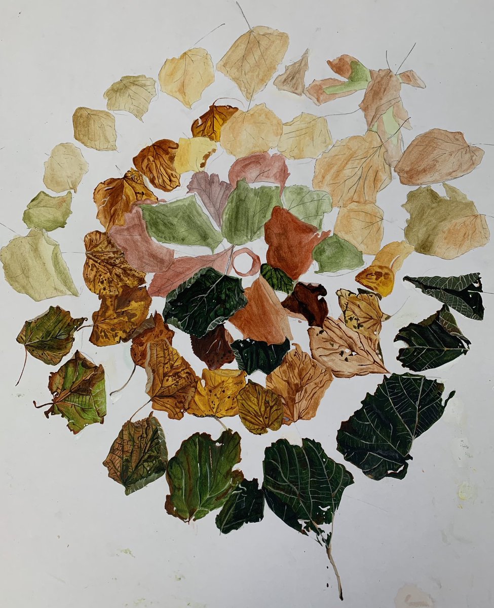 Such a shame my pre-IB student didn’t have chance to finish her painting of leaves. For someone who hadn’t painted before these leaves are beautiful