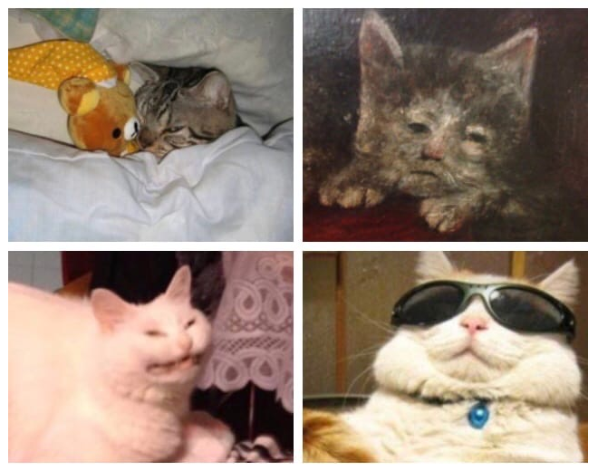 huyandere's tweet photo. batboys but they're this specific cat pic #batfamily https://t.co/PaSa57tjz3