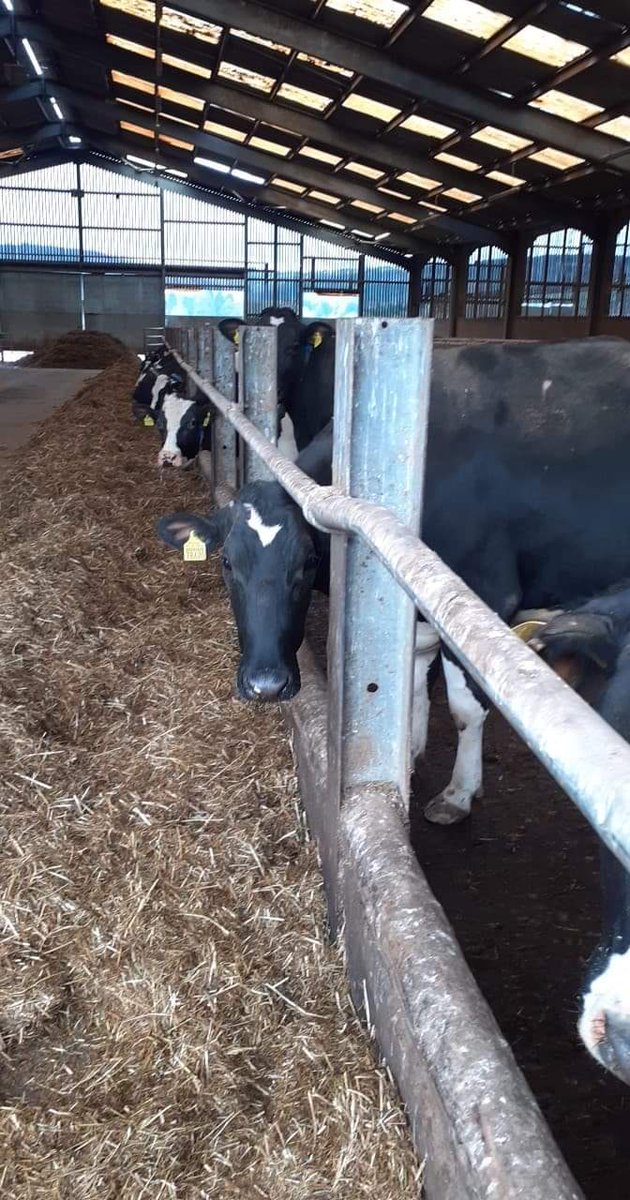 riley_bethan's tweet photo. With all the uncertainty of the last few days it was great being back collecting data today. Working from home has its disadvantages, my fridge door is now full of ketotests #MSc #dissertation #research #SocialDistancing #Livestockscience @ibers_aber @AberUni https://t.co/CuajupRyhw