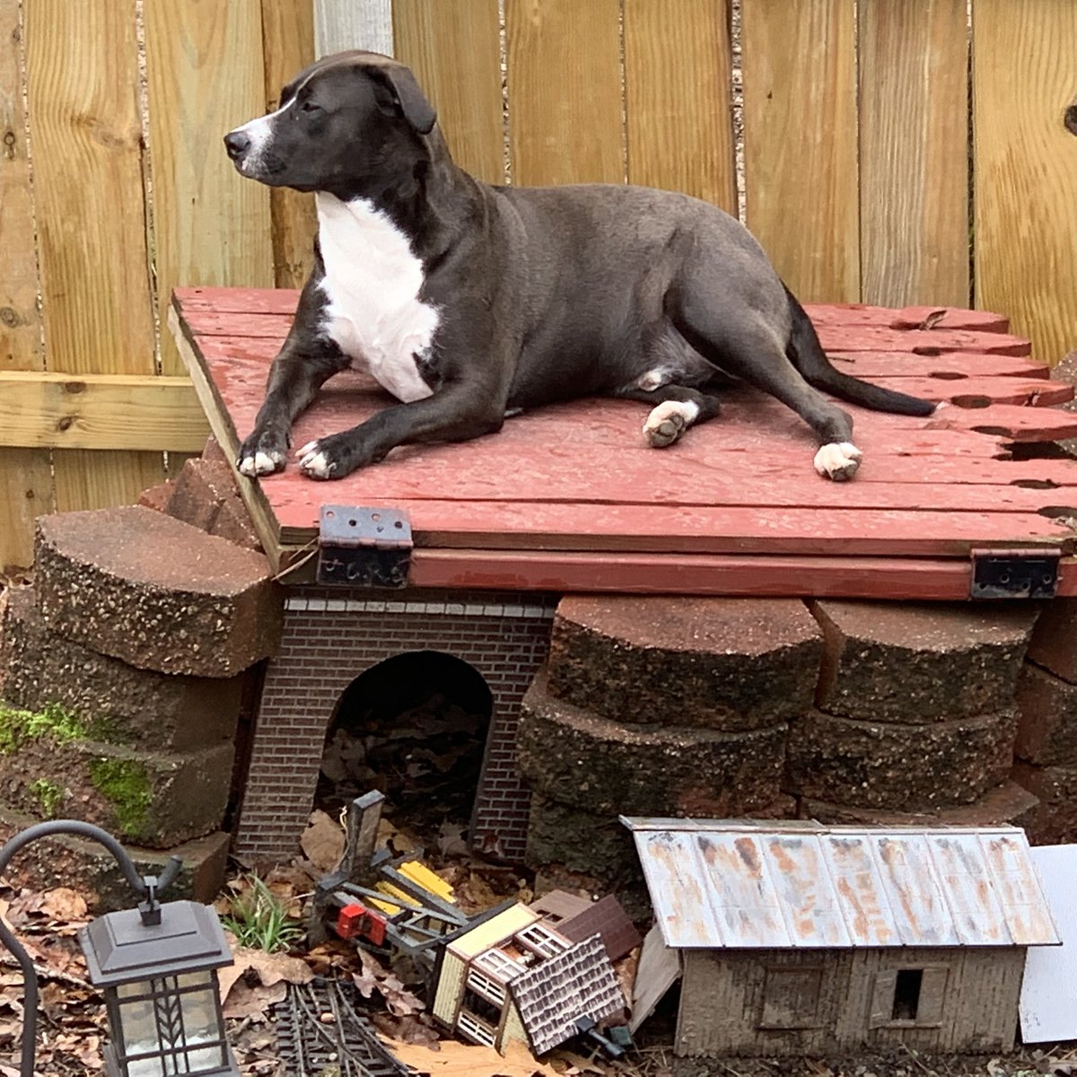 AnthonyLMariani's tweet photo. Stanley is on point. #dogslife #GardenTrain https://t.co/F18fsDa0Dw