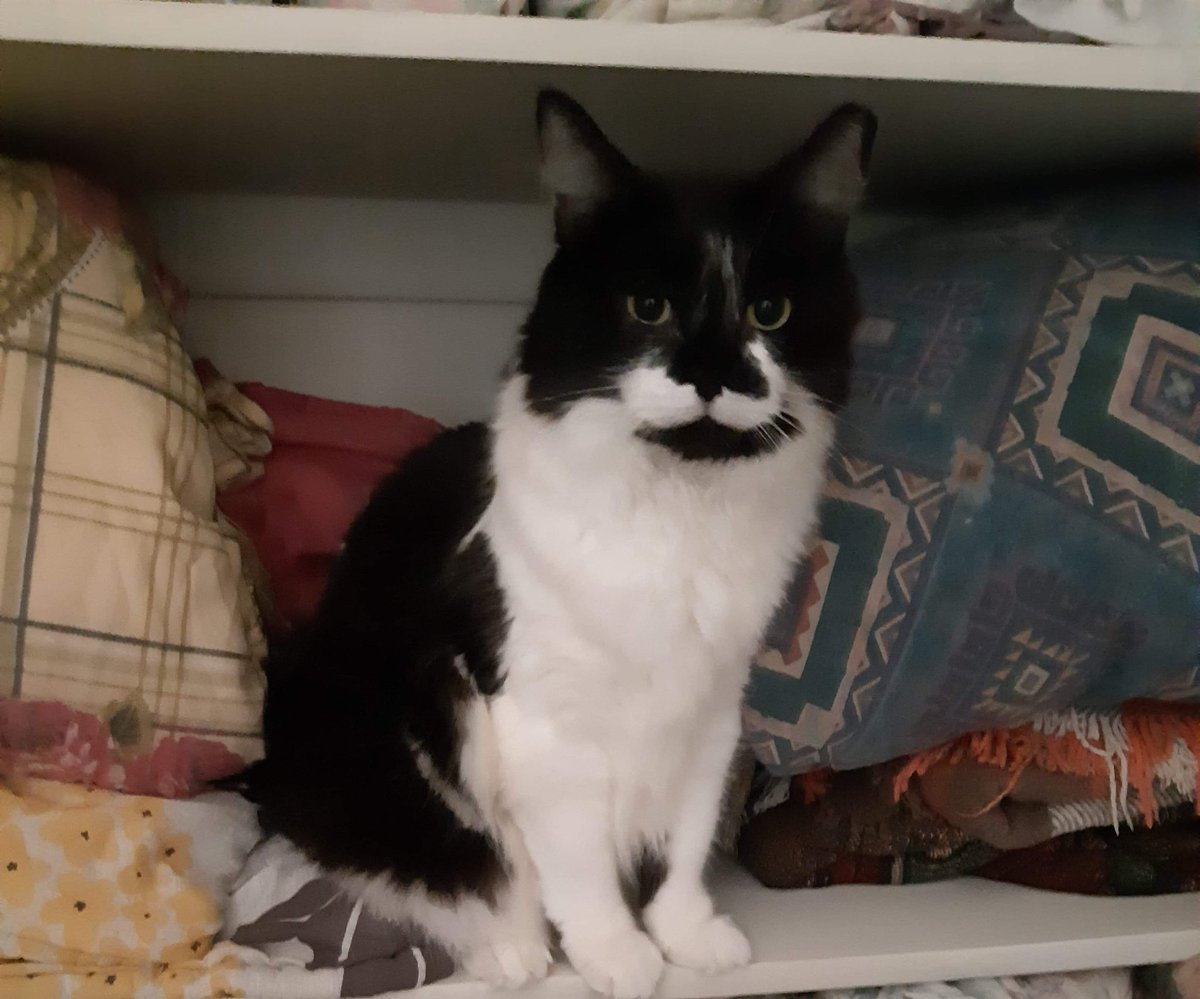 joshthecoolcat's tweet photo. Cats https://t.co/cdnaqtRL9o