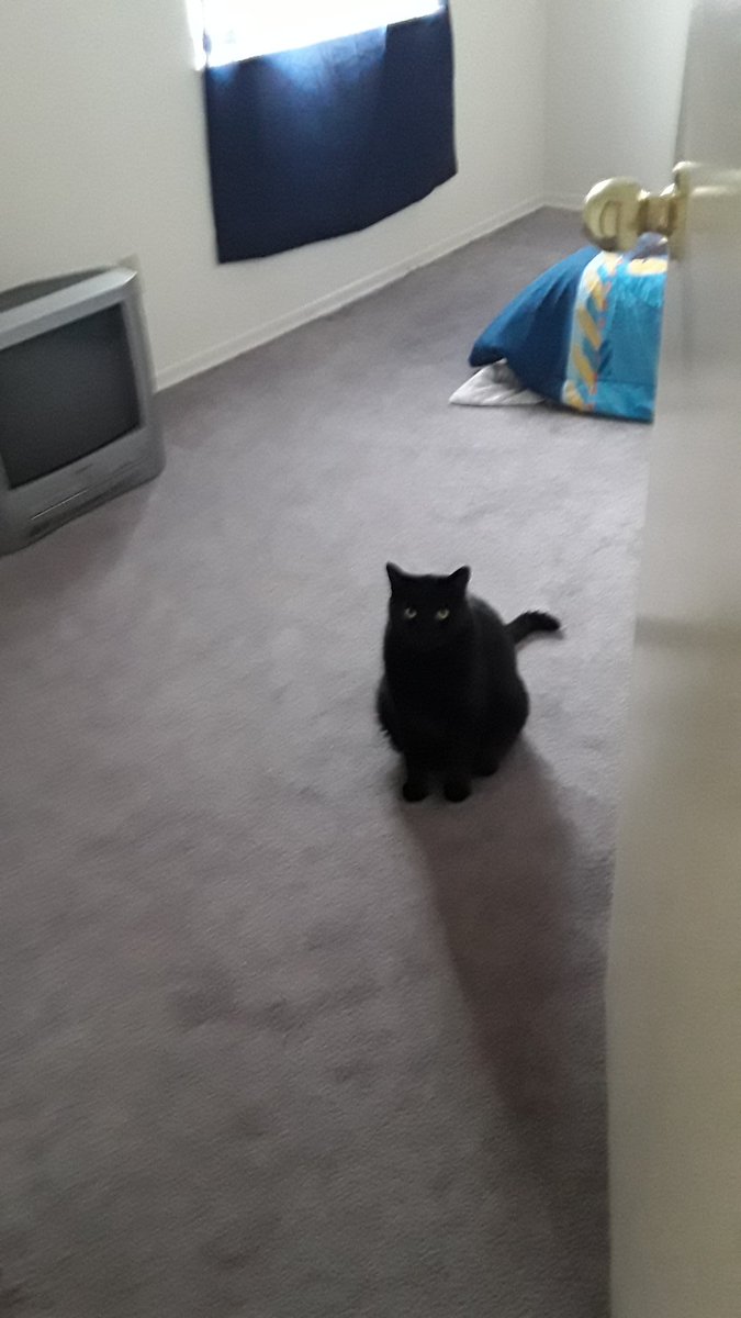 joshthecoolcat's tweet photo. Cats https://t.co/cdnaqtRL9o