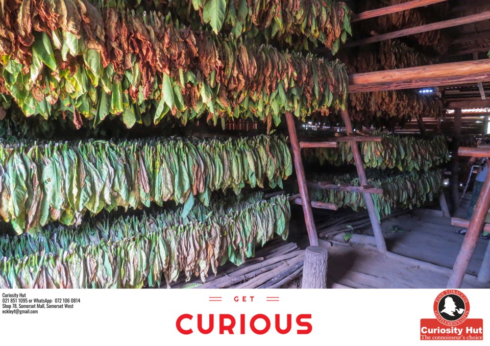 curiosityhut's tweet photo. Did you know that tobacco seeds are scattered onto the surface of the soil, as their germination is activated by light? Here you see tobacco plants drying in Cuba.  

#getcurious #curiosityhut #somersetwest #somersetmall #premiumtobacconist #tobacco #tobacconist https://t.co/ewDBmDKm75