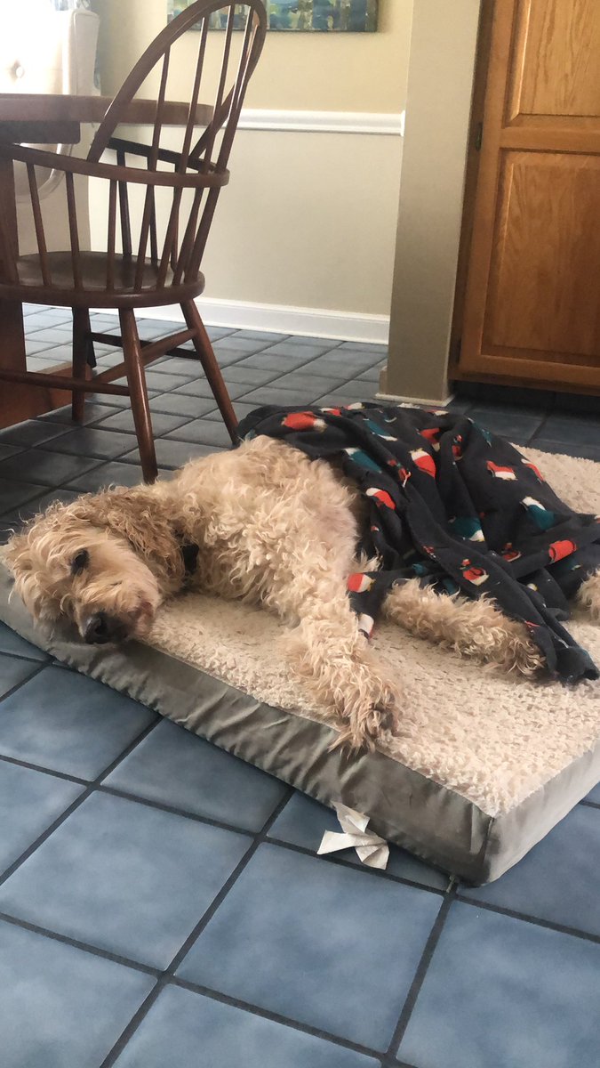 zachday23's tweet photo. My dog has been handling the quarantine fairly well https://t.co/239LGkItWr