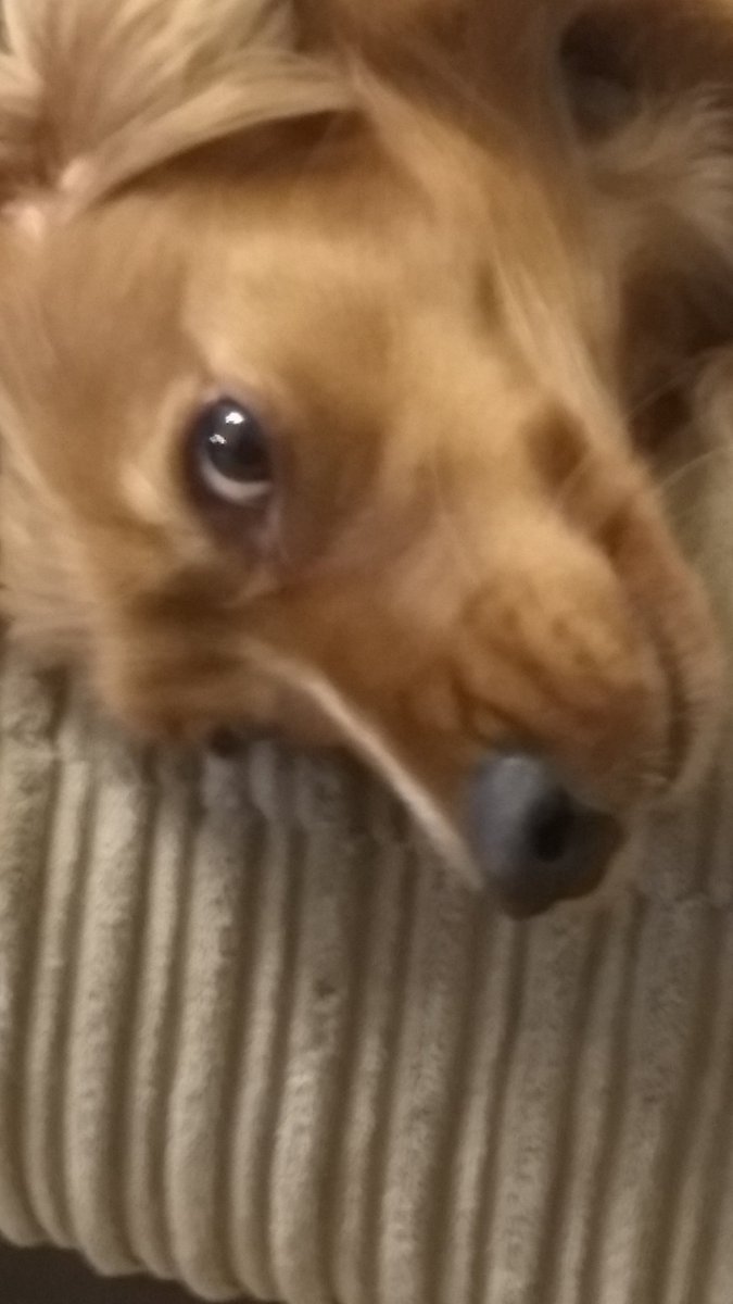 Darnbeats's tweet photo. When I shout "where's Mrs Dog?" anywhere in the house, Freya will immediately run into the room to see what's going on because she is in fact, Mrs Dog. https://t.co/Zaau5V6YMs