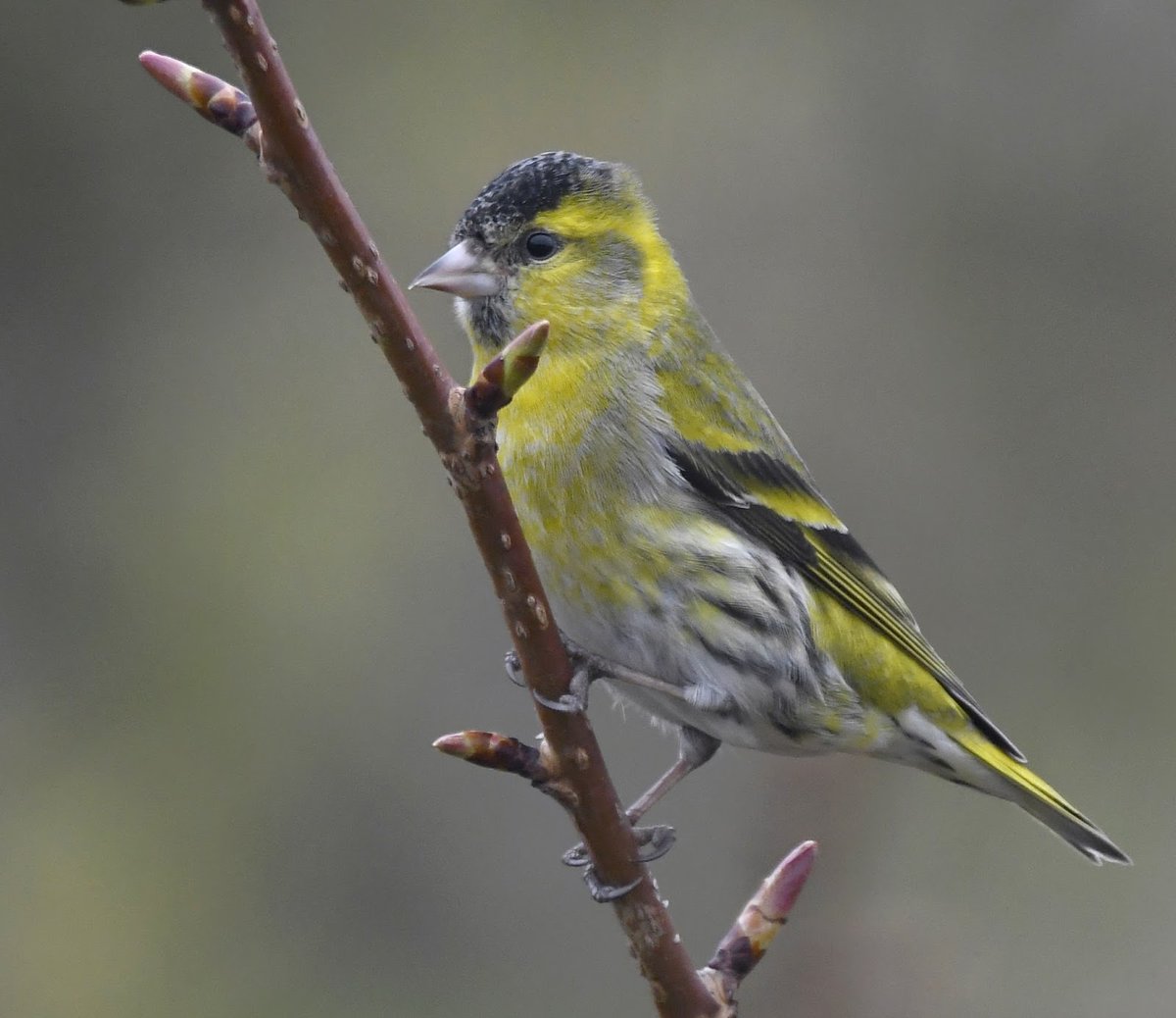 Siskin If you're lucky, you may have these lovely little finches visiting your garden. Smaller than Greenfinches, with more streaking in their plumage.Males have darker areas on their head and wings. Tail is forked.Female, as usual, is duller. #SelfIsolationBirdWatch 