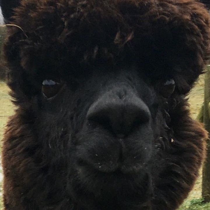 alpacapower's tweet photo. Geronimo this morning! Fit happy healthy. On death row ๐คฌWe have shown he did not catch bTB over 5yrs ago in New Zealand as @DefraGovUK allege. Time for #Georgeeustice to fix this injustice and allow a valid test now.
#nodisease #noevidence #testnotslaughter #honesty #integrity https://t.co/PDErxgHxBY