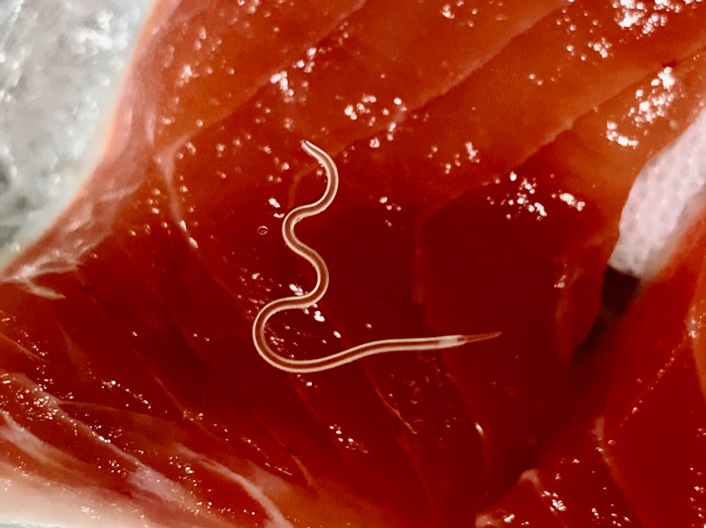 'Sushi parasites' have increased 283-fold in past 40 years, UW study finds. bit.ly/33yGalH #sushi #seafood #marinebiology #Parasites #Anisakis #fisheries <a href="/MarineBiologyUW/">Marine Biology</a> <a href="/DrChelseaLWood/">Chelsea L. Wood</a> <a href="/UW_SAFS/">UW SAFS</a>