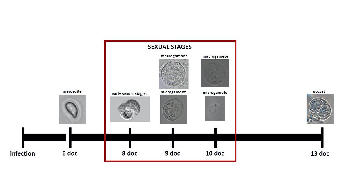 veupathdb's tweet image. Characterization of Cystoisospora suis sexual stages in vitro - and check out the genome in #ToxoDB  researchsquare.com/article/rs-100…