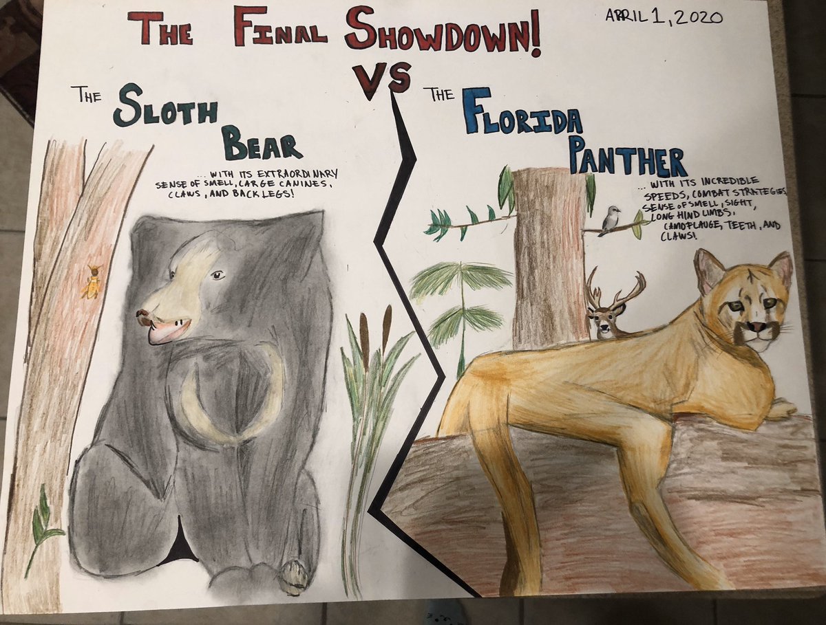 madisona_rose's tweet photo. The Sloth Bear vs the Florida Panther! Who will win? (Based on my predictions) @2020MMMletsgo @NorahBetancorn #2020MMMK12 #BlueDevilCrab https://t.co/gItlw2mqqA