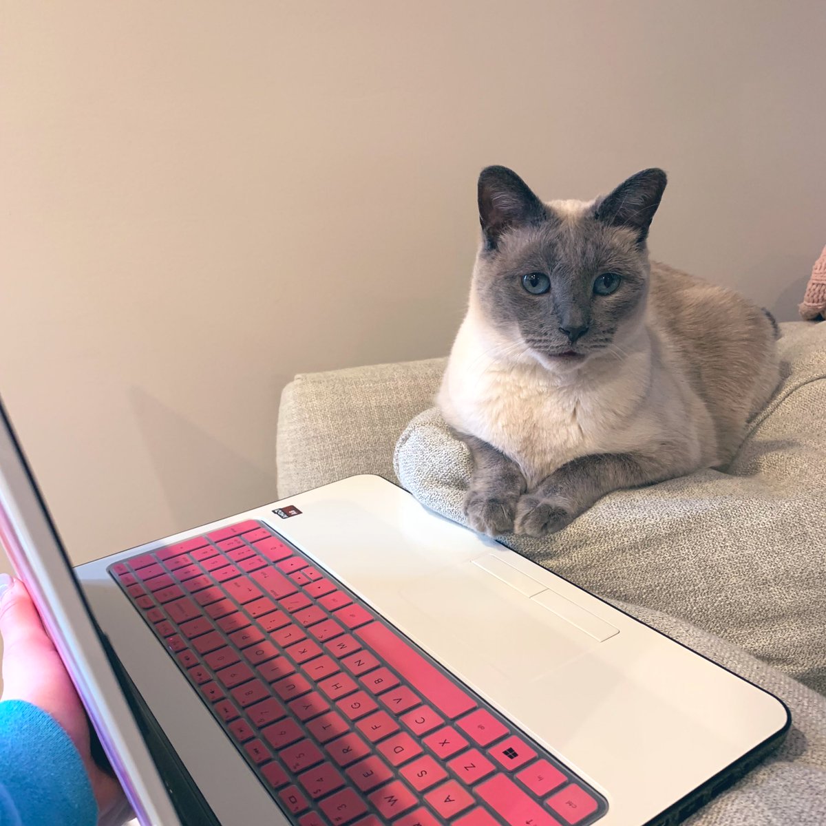 My new assistant 👩🏼‍🏫😻💻! #PSSFAMILY #workingfromhome