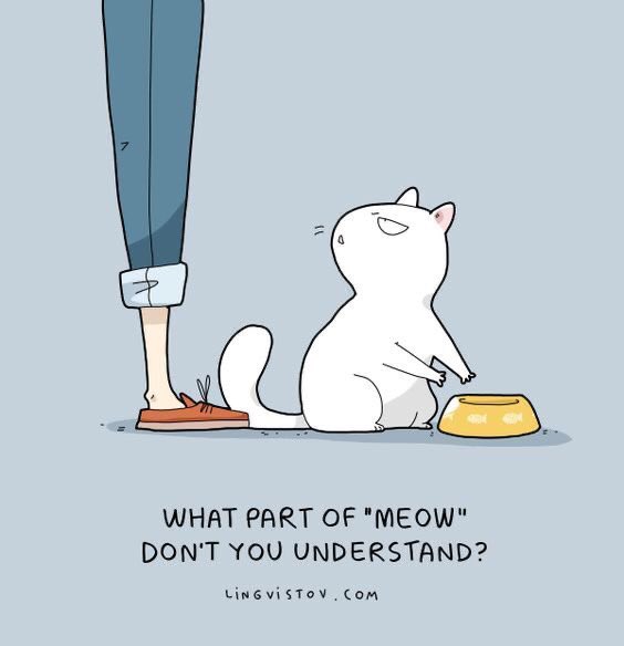 ThePhilosopurr's tweet photo. #Meow
Capiche? 
#Cats #RelatableCatTweets 
#ItsAlwaysFoodOclock https://t.co/sEtFtTmiV4