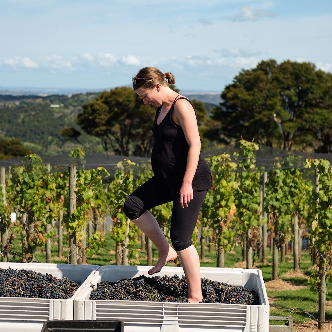 Te Motu Vineyard tweet media