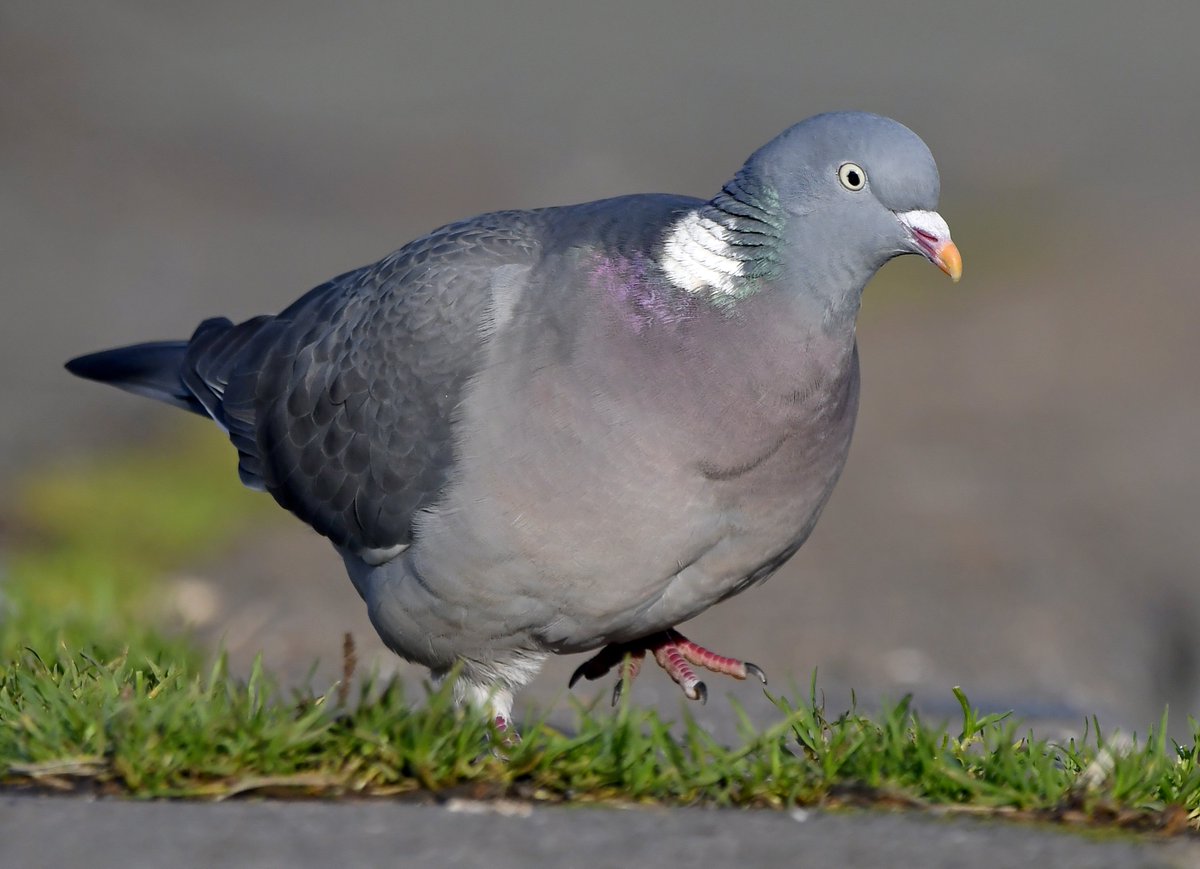 Woodpigeon Used to be shy birds of farmland and countryside, they're now common in gardens and are very entertaining to watch as they chase each other about.Larger than Feral Pigeons, note the white patch on the neck.  #SelfIsolationBirdWatch 