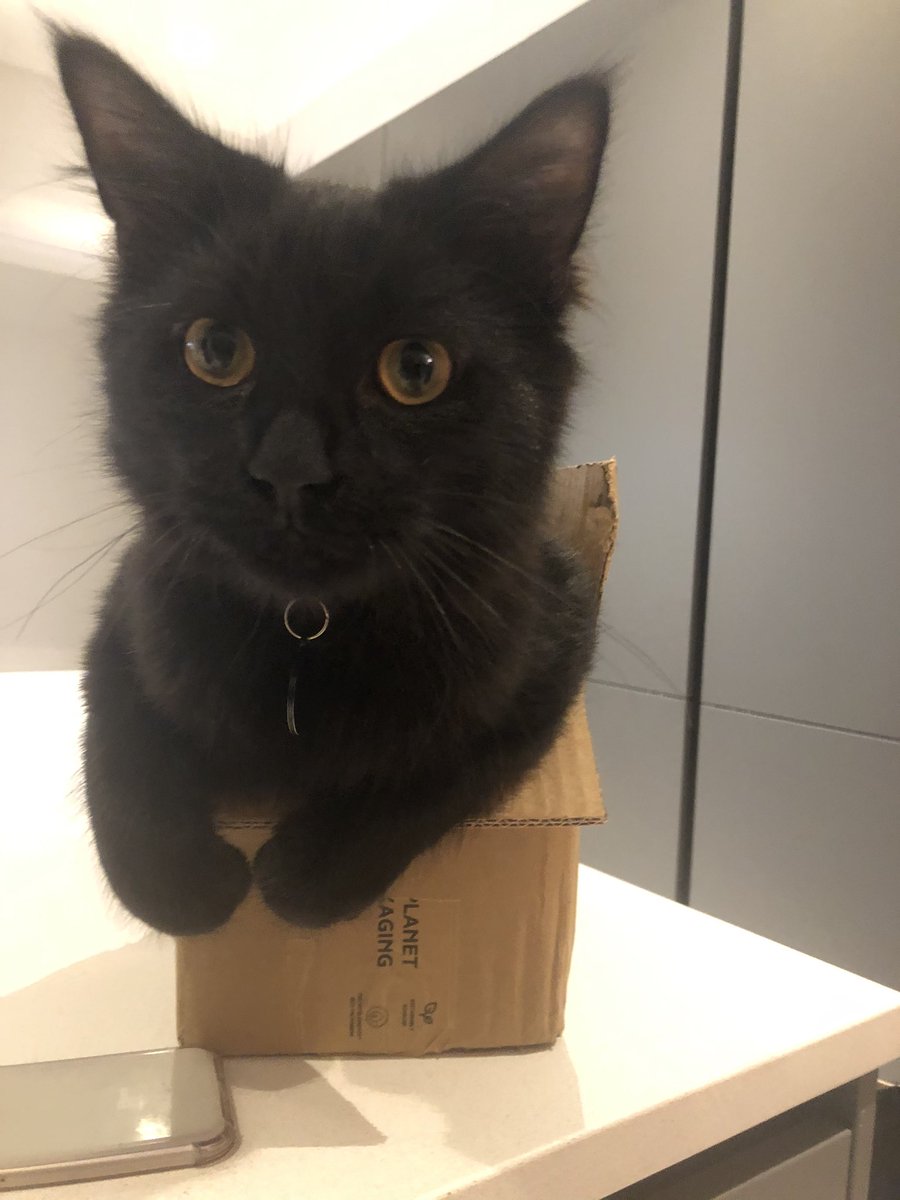 AndreaTaylor50's tweet photo. Delivery men are busy #catquarantine https://t.co/mAmZqsNJSb