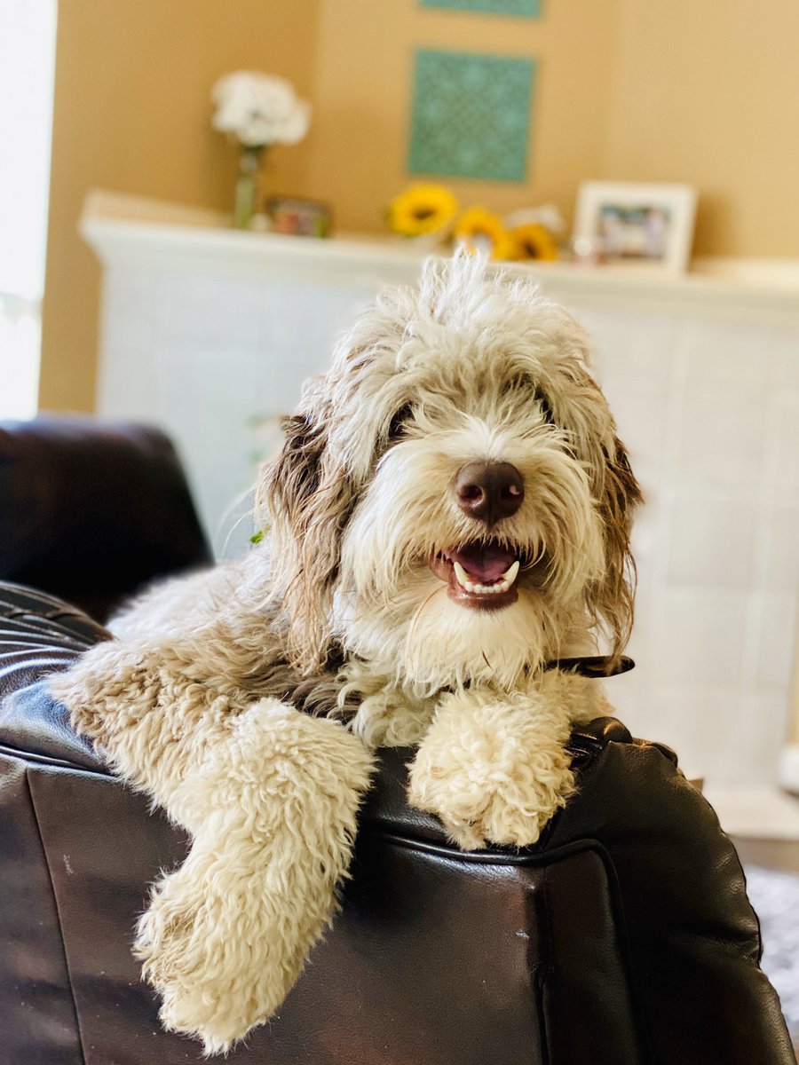 MrsCoachWhatley's tweet photo. Meet Cricket, our one year old doodle. @SGHS_Colonels share your new virtual learning helpers! #sghspetparade #colonelbitsquad #techsavvysouth @MrsWesleyHosier @smcourtn @Mssssdori @MsMathBurns @ButMsJohnson https://t.co/c7mLL5KTpC