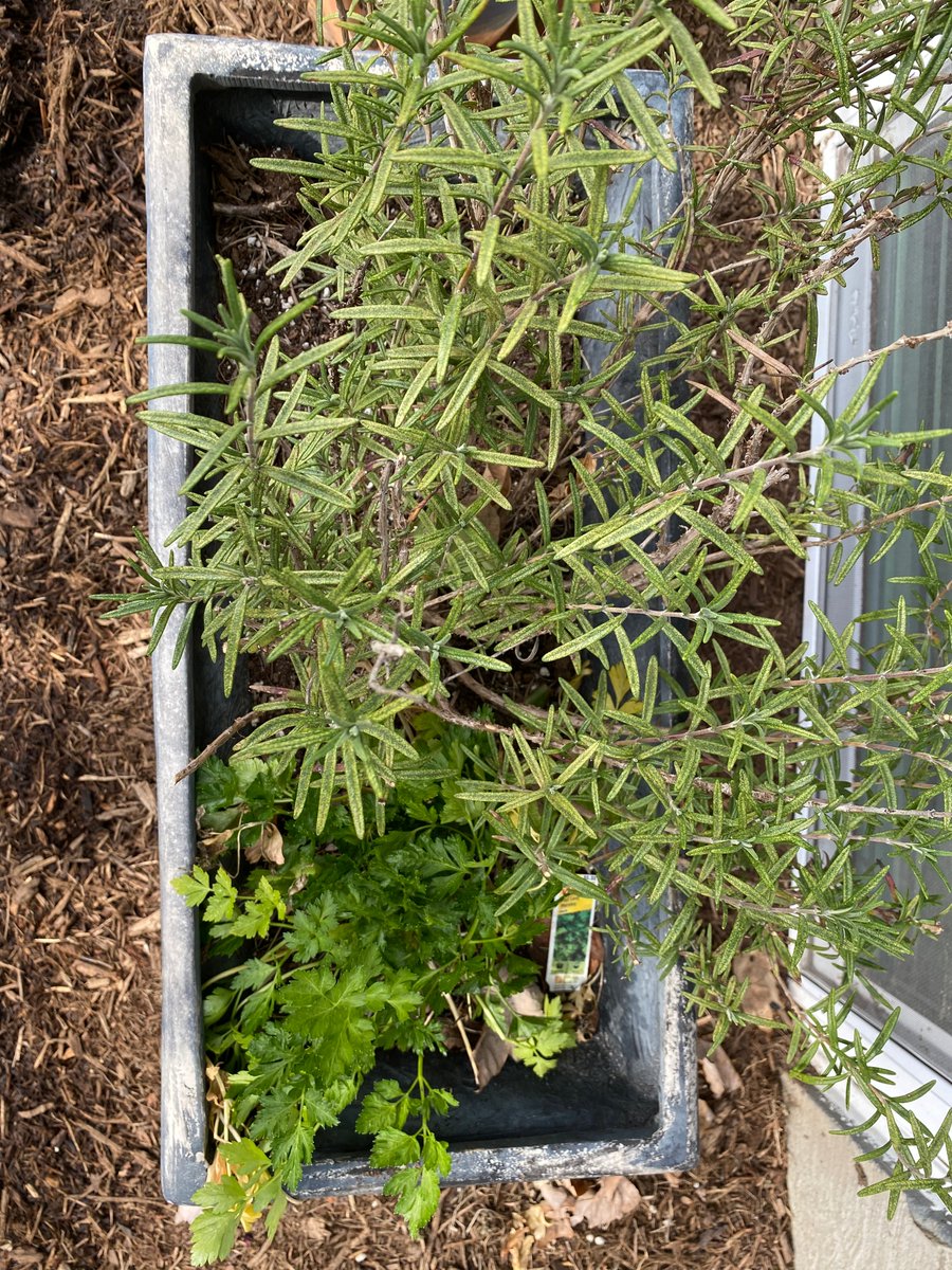 AllianceForBay's tweet photo. Alliance Board Member, Susan, is doing her part to help flatten the curve - by social distancing outside working on her native plant garden and getting some fresh air. What are you doing during your time social distancing? #flattenthecurve #SocialDistancing https://t.co/Vr9kTXInr3