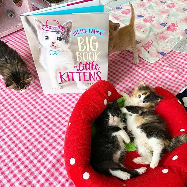 Anyone out there a parent or kid experiencing a school closing right now? ✋ I’m offering a fun learning opportunity for cat-loving kids tomorrow! Join me for a live reading of my picture book, Kitten Lady’s Big Book of Little Kittens, and a short Q&amp;A… ift.tt/3b9S0p3