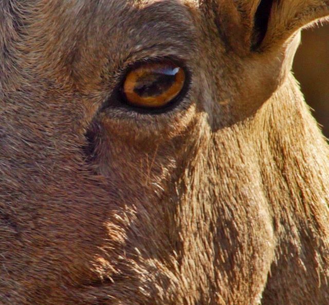 Gear6Pros's tweet photo. Identify this wild animal.  Hint: it is considered endangered. 
#wildlifephotography #naturephotography #wildlife https://t.co/yNb3mfyc0W https://t.co/CcdtGGo3Ek