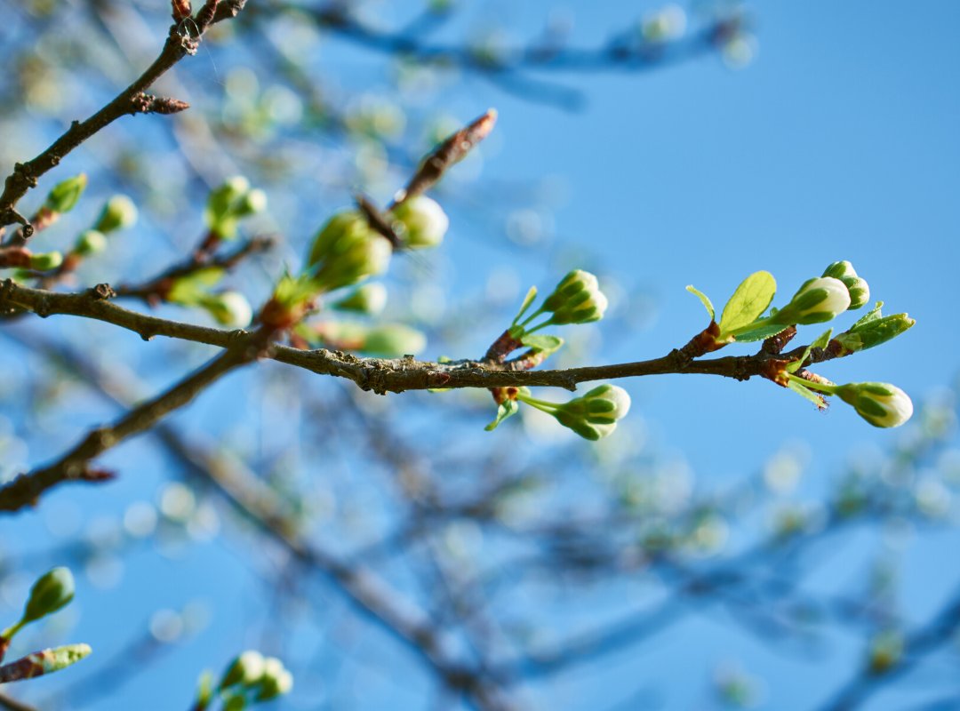 ChangePointIM's tweet photo. 🌱 Happy First Day of Spring 🌱

 We want to make sure that everyone is listening to the government health official during this time. Self isolation is important to stop the spread of this virus, but doesn't mean you can't go outside.. Go enjoy some fresh air! https://t.co/kEwdB6yMSL