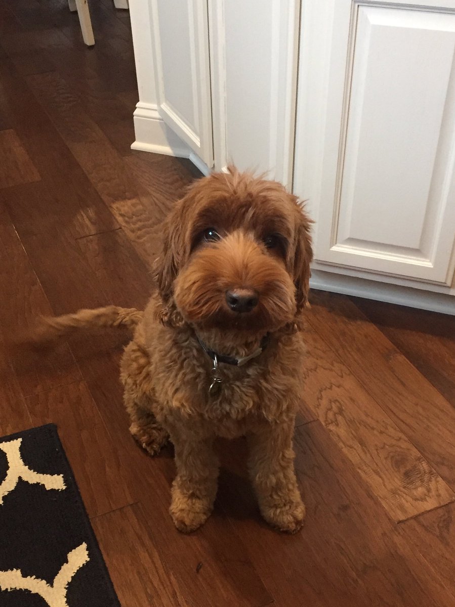 ClifsNotes's tweet photo. #mynewclassmate misses his Spartan friends! #olchspride https://t.co/gM1TJ5qViI