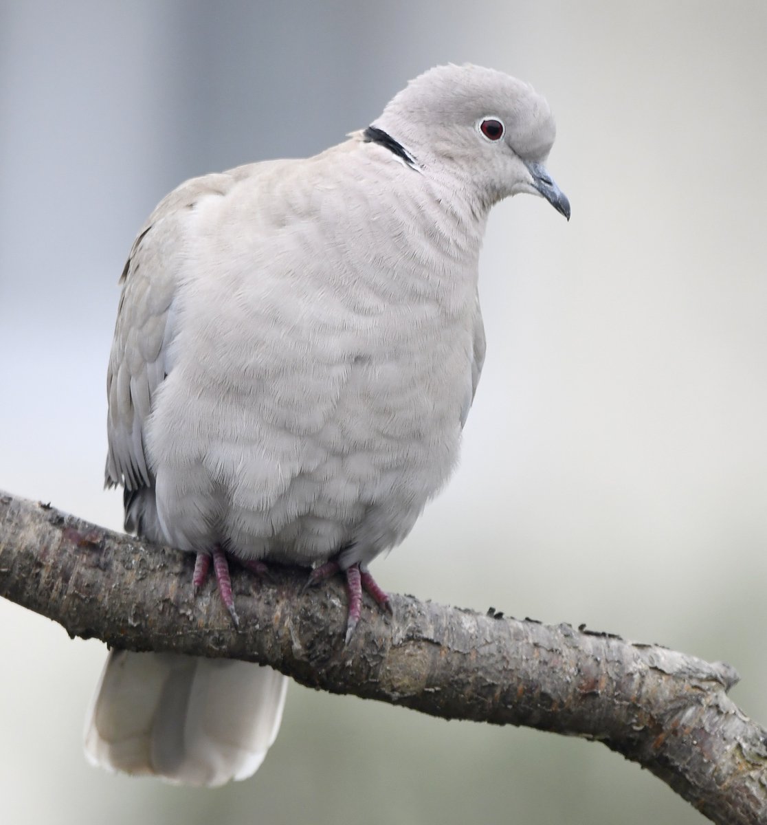 Collared Dove A dove of gardens, farmyards and parkland, their cooing is a familiar sound. Much lighter coloured than other pigeons and doves, with a distinctive collar that gives it its name. Another seed lover! #SelfIsolationBirdwatch 