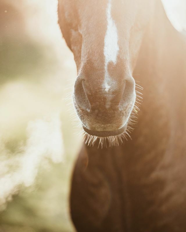 I’ve just launched something and I’m SO excited about it! Humour me. 😂

It’s a brand new, shiny Equine &amp; Country Stock Photography gallery!

Working closely with small businesses, I have noticed that many rural entrepreneurs struggle to create enough… ift.tt/3agpW3z