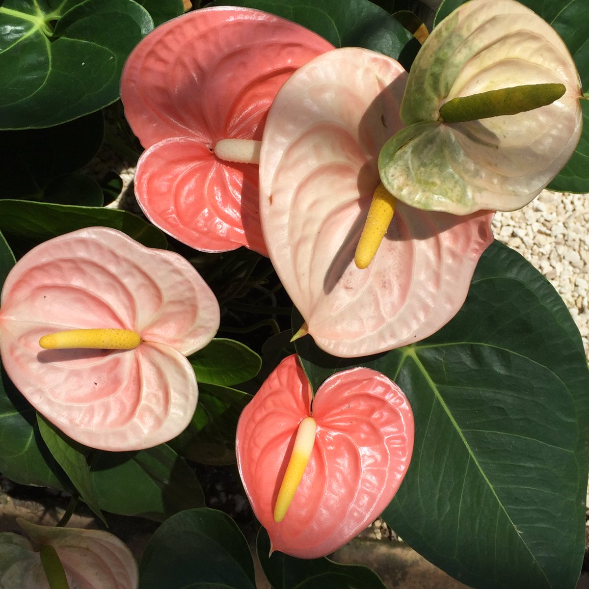 #YoCreo que es importante entender que lo que decimos en la #eradigital impacta en positivo o negativo dependiendo nuestra visión. (hazte responsable).
.
.
.
#BuenaVibraQRoo #Cancun #PlayadelCarmen #Tulum #QuintanaRoo #RivieraMaya #MexCaribbean #bepositive #COVID19 #COVID19mx