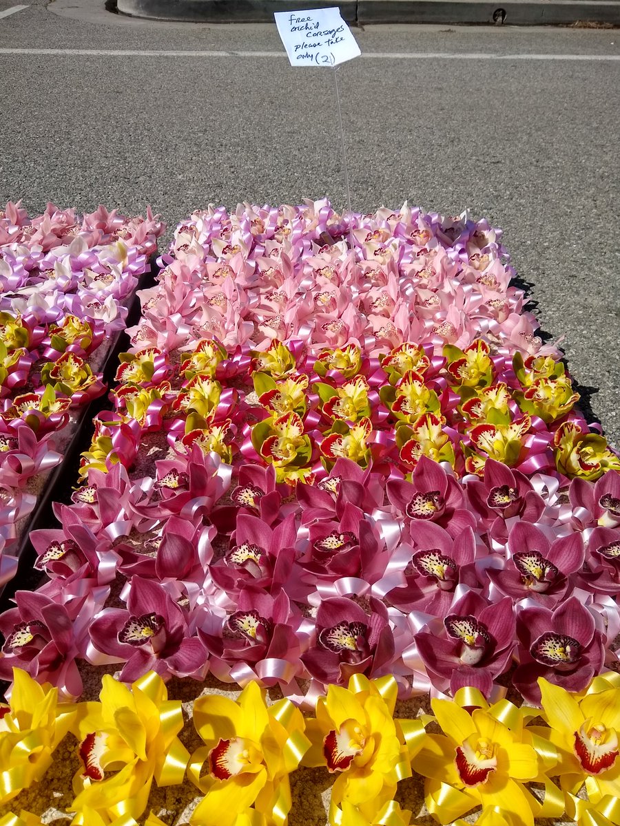 MsEva805's tweet image. There's always something beautiful! #carpinteria #farmersmarket FREE orchid corsages, Westland orchids westlandorchids.com
#santabarbara #goleta