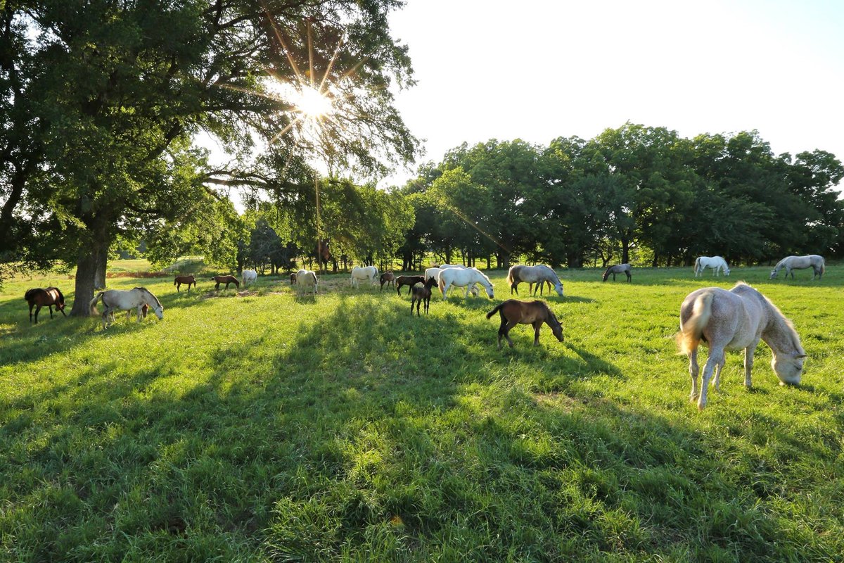 Happy First Day of Spring 🌞 Our horses are happily gallivanting around at Chapel Creek Ranch! 🐎🌷