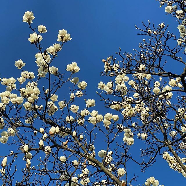VeraClasse's tweet photo. 💙 Che bello questo cielo, che meraviglia questi fiori. Lo so, ci sono sempre stati, ogni anno in questo periodo. Ma quesa volta ho più tempo per ammirarli, sorprendermi e ringraziare 🙏
#iorestoacasa #primavera #spring #flowers #nature #igersveneto #i… https://t.co/VWSV5kE6Wg https://t.co/4bwr5uNGTk