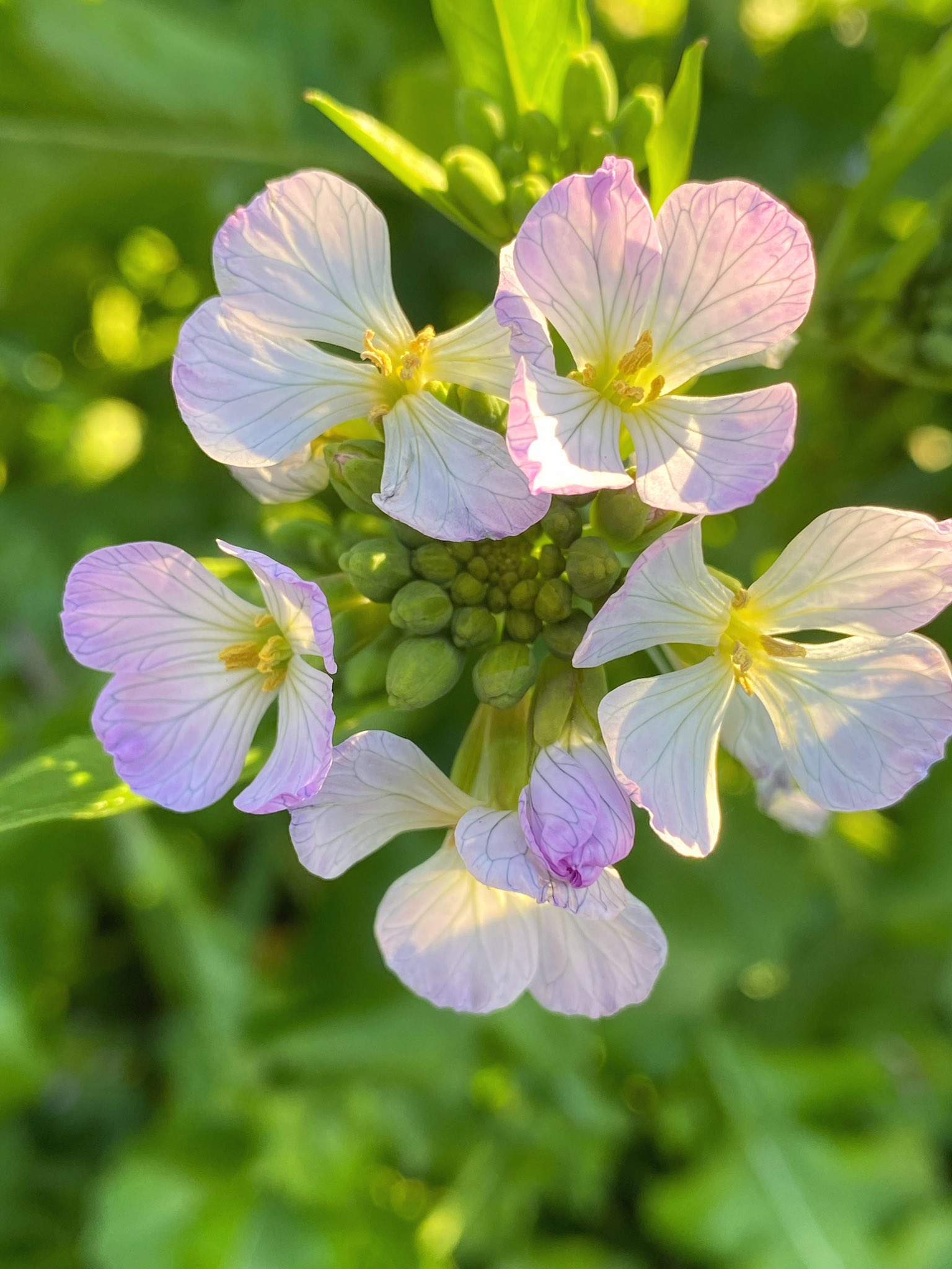 花丸花子 Auf Twitter おととい山梨で出会ったハマダイコン 可愛らしい花はエディブルフラワーにもなるんだって 花言葉は ずっと待ってます 今は世界中がコロナの終息を心から ずっと待ってます ですよね 出会い花 花好きな人と繋がりたい 花言葉 花 野