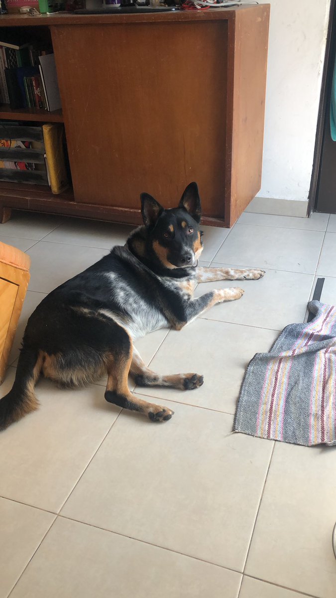 den_910's tweet photo. Antes este wey se emocionaba cuando trabajaba en casa. Ahora me alucina #CuarentenaTotal #LomitosEnCuarentena https://t.co/f52yGNkuzZ
