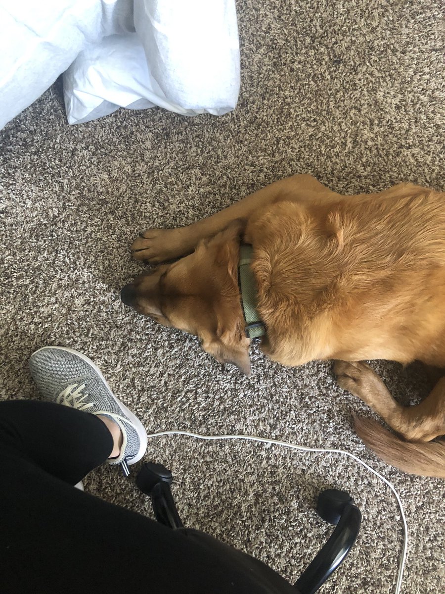 SHStewart29's tweet photo. Almost stepped on my coworkers paw. That would have been some office drama. https://t.co/nbeYKe9AvC
