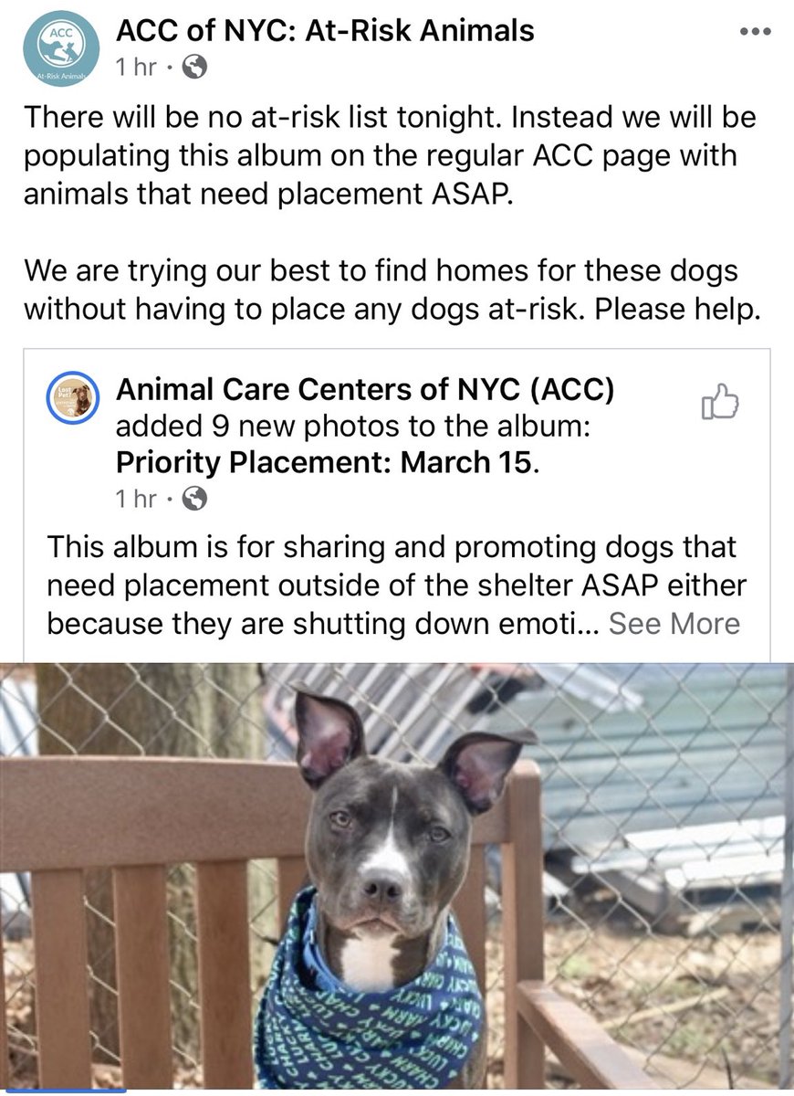 KeithOlbermann's tweet image. Great news from @nycacc! There was again no Thursday kill list; instead they’ve put the spotlight on 13 great adoptable via Rescue dogs who are clearly shutting down in the shelter and need out ASAP. They’ve asked for help; I ask you to give it. Here they are: please RT them!