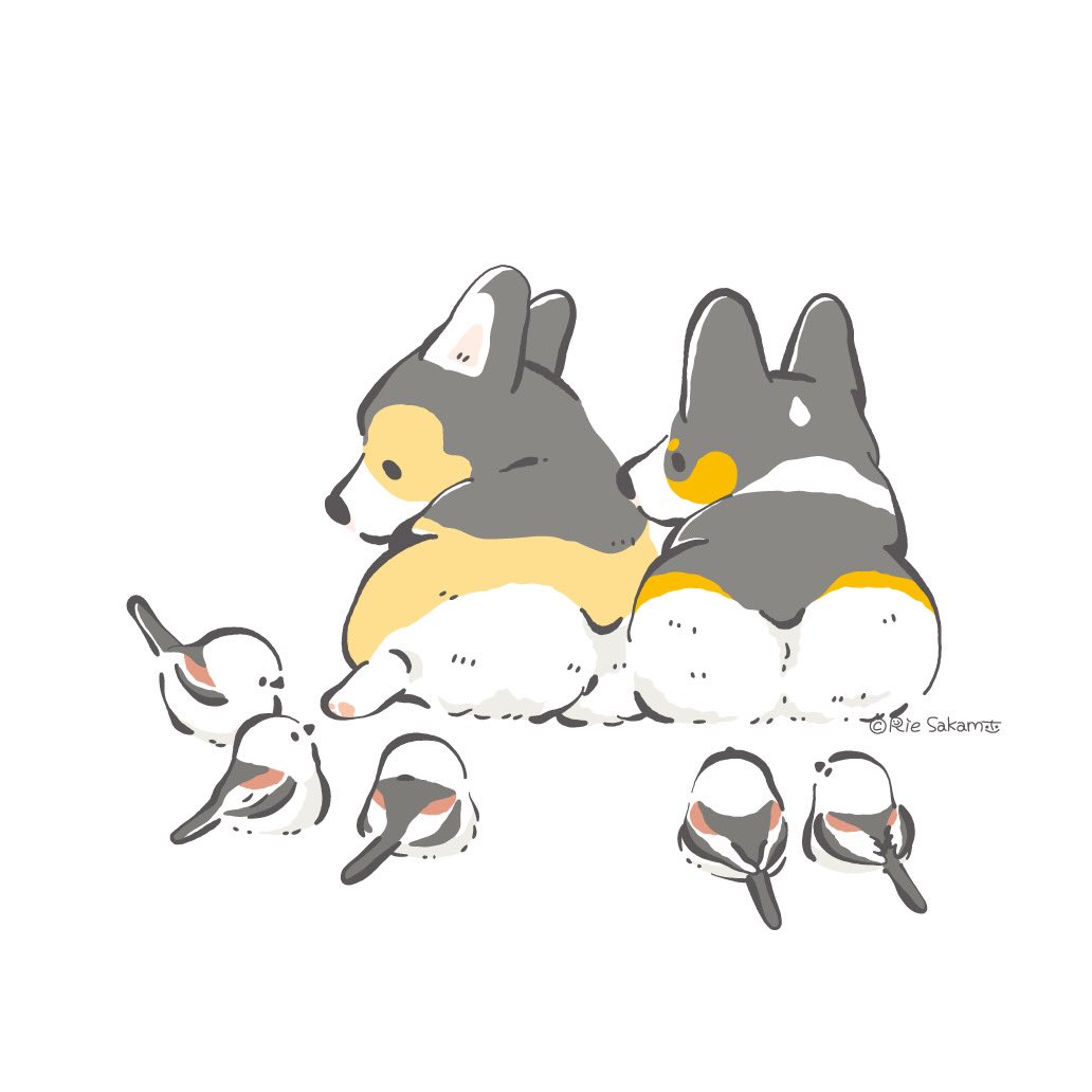 「これはみごとなおしりですな
もふもふさがさいこうですな(3/7)
#corgi 」|サカモトリエ/イラストレーターのイラスト