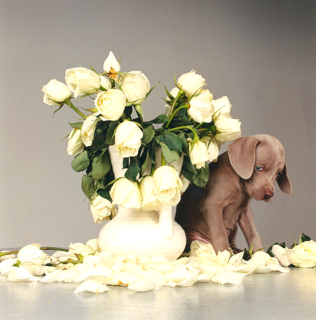 MAEGHTYoyo's tweet image. Série "Fleurs et bouquets", William Wegman, "Riddles and Roses", 1999.

#fleurs #bouquet #wegman #photo #toutou #roses #weimar #Yoyomaeght #photo  #WilliamWegman