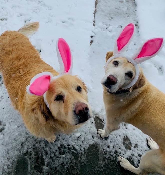 humanecolorado's tweet photo. Hello...spring?! Although it may not feel like it here in Denver, today is the first day of spring! These little snow bunnies are certainly loving it😀 https://t.co/T67CveHEJa