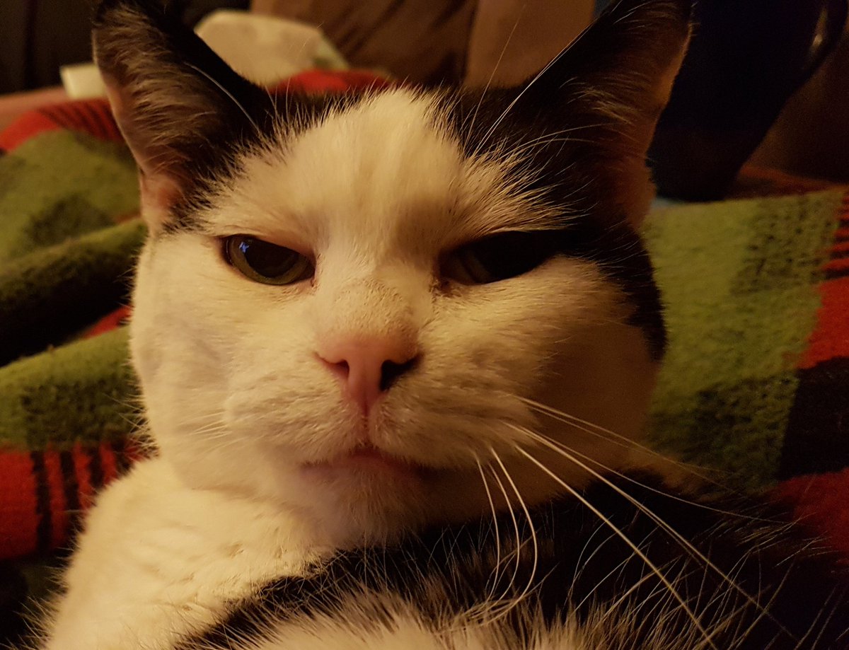 minnie_mog's tweet photo. Pwogweshuns to sofa sleepy schnorbins, an how-toos. 1) Lukins at Mum all cool likes. 2) Dojins an biggest gijant yawnee fins. 3) Dojins a curl and gojin sleepy schnorbs on cozee blankeys.
#CatsOfTwitter, #SleepySchnorb, #DojinACurl, #NiteNite, #SleepsWellTweetyFolks. https://t.co/QVmQbvZVAD