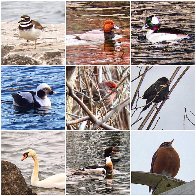 Ontario Place bird notes #26 | Happy first day of Spring! From this grey and extremely quiet lakeshore park. Large count this evening - buffleheads, long-tailed ducks, red-breasted mergansers, house finches, redheads, gadwalls, many red-winged blackbirds, and a killdeer.