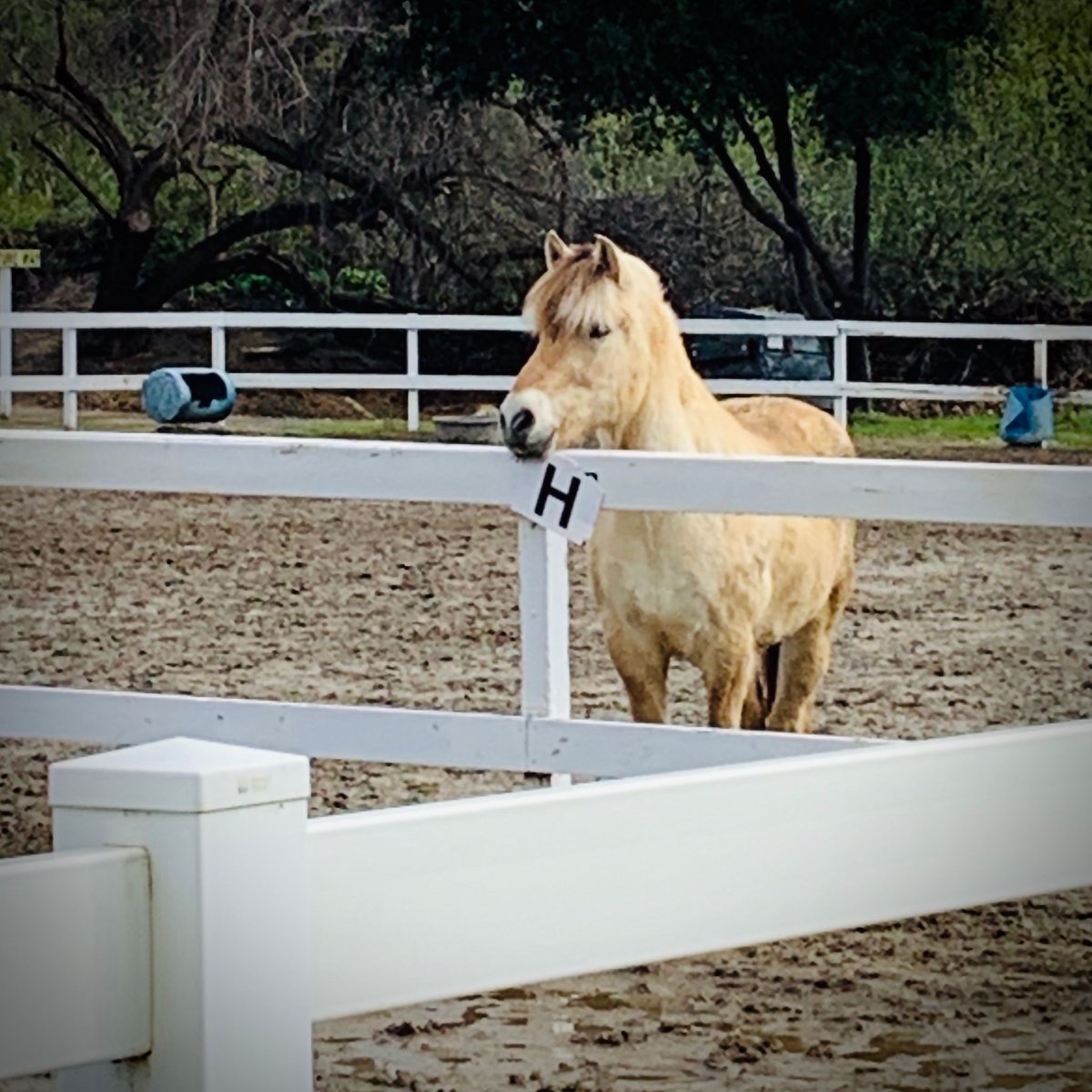 reinsprogram's tweet image. H is for a Healthy, Happy, and Handsome Horse! Even though we are closed for lessons, there are still lots of things to do on the ranch caring for each #therapyhorse