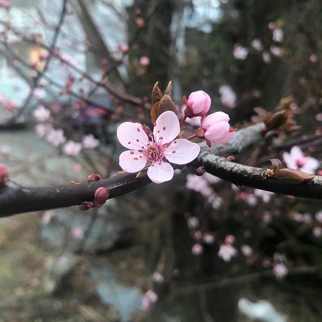 FairhavenRunner's tweet photo. “Where flowers bloom, so does hope.” -Lady Bird Johnson 🌸 Hope you all are enjoying this beautiful first day of Spring! #spring #welcomespring🌸 #cherryblossom https://t.co/C8XsBNkvA9 https://t.co/TK3iavG0t1