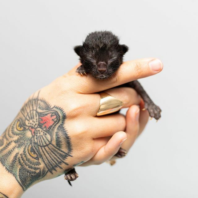 Baby Darwin is a tender little panther seed ♥️ Photo by @iamthecatphotographer ift.tt/3ddTws1