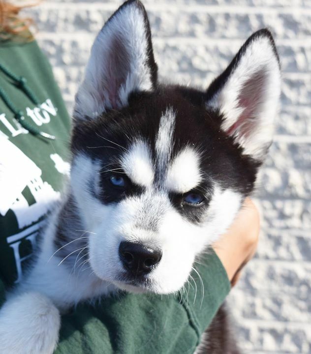 Home At Last tweet media