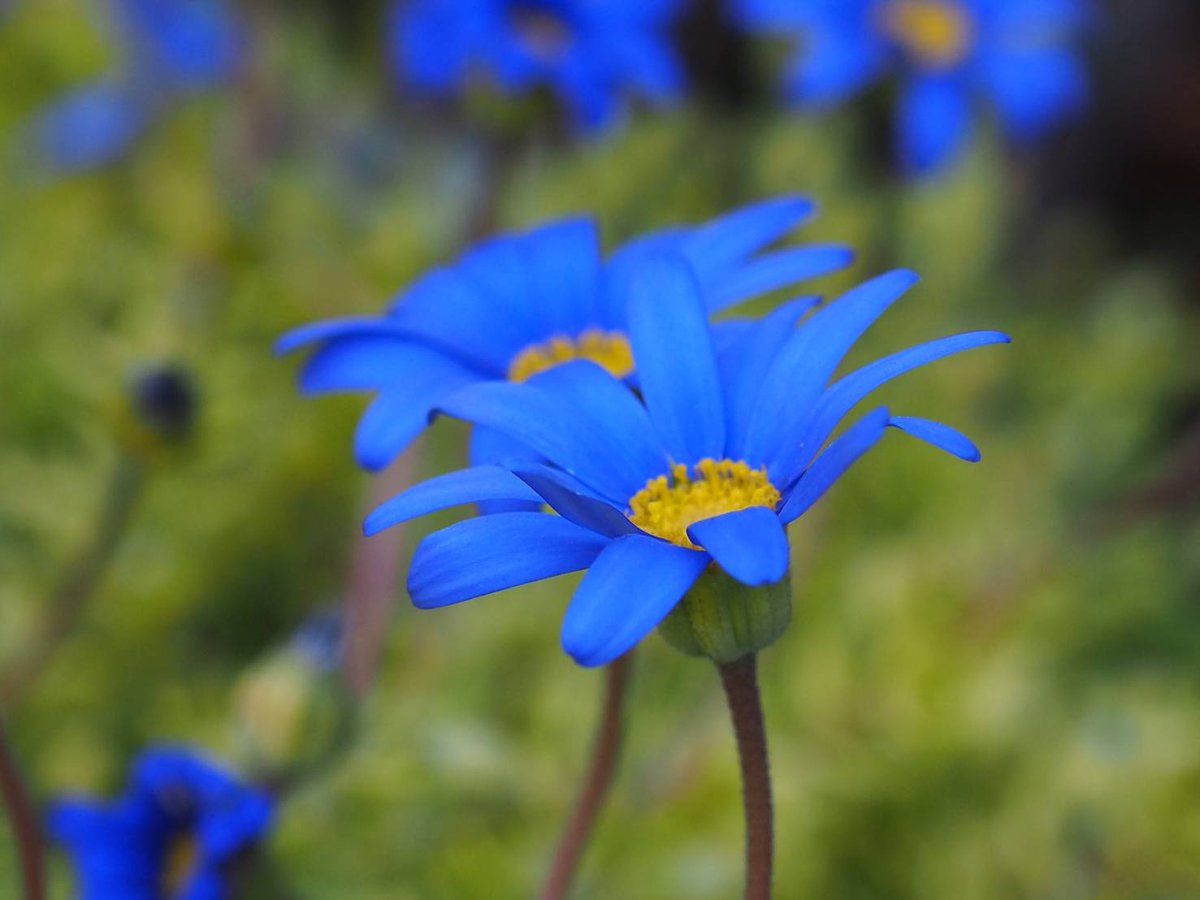 ブルーデージー