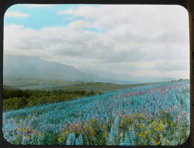 LA_autry's tweet photo. A lantern slide of #lupine &amp; other wildflowers, taken by Walter McClinktock on Montana's Blackfeet Reservation (circa early 1900s). McClintock’s slides were hand-colored by Charlotte Pinkerton Blazer, cofounder of the Santa Cruz Art League. #ArchivingWomen #FirstDayofSpring https://t.co/IasB8PdcoG