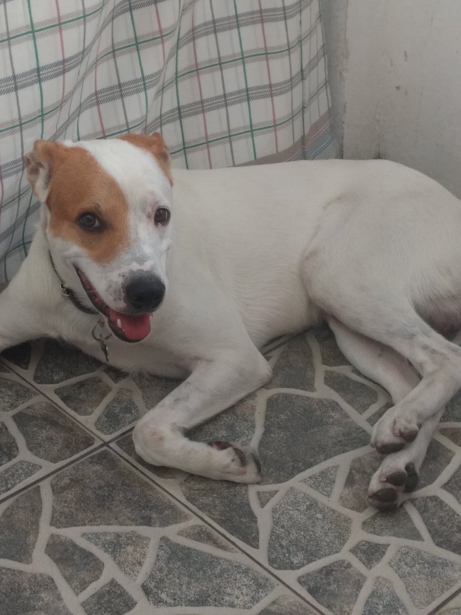 Akela 🐕, rescatado. Los animales no transmiten el #COVID2019ec no los abandones.
#nomebotesnocontagio